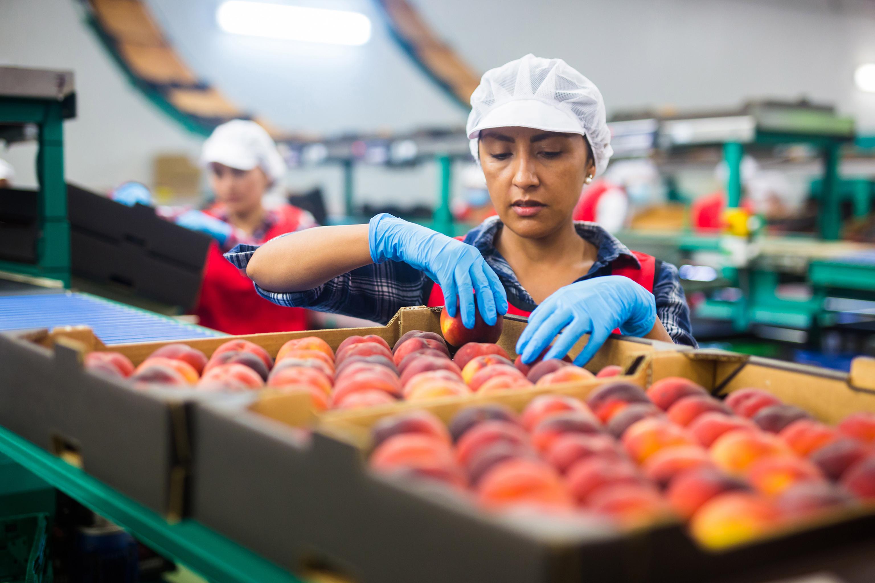 ENVASADO, ACONDICIONADO Y EMBALAJE DE PRODUCTOS ALIMENTARIOS